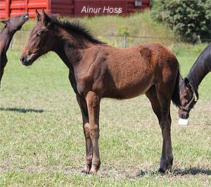 Ainur Hoss