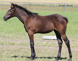 Arien Hoss