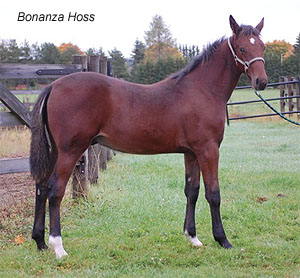 Bonanza Hoss