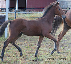 Bonfire Hoss