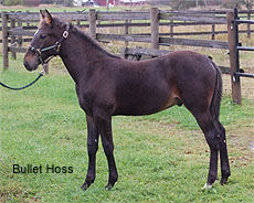 Bullet Hoss
