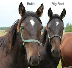 Bullet Hoss