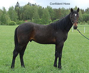 Confident Hoss