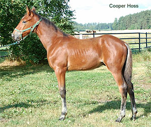 Cooper Hoss