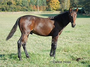 Dalton Hoss