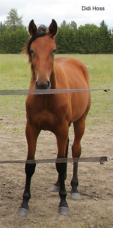 Didi Hoss