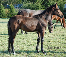 Dixi Hoss
