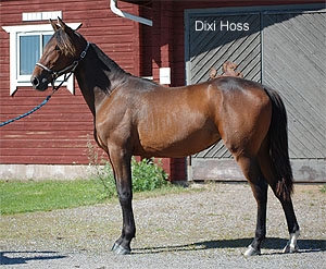 Dixi Hoss
