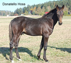 Donatello Hoss