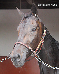 Donatello Hoss