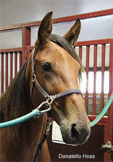 Donatello Hoss