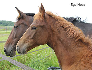 Ego Hoss