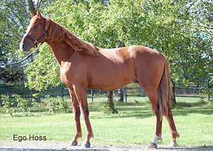 Ego Hoss