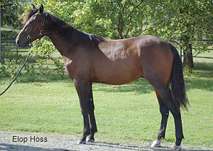 Elop Hoss