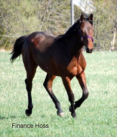 Finance Hoss