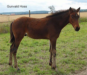 Gunvald Hoss