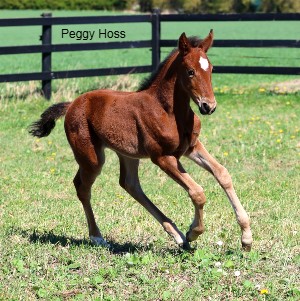 Peggy Hoss