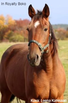 In Royalty Boko
