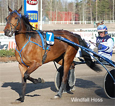Windfall Hoss