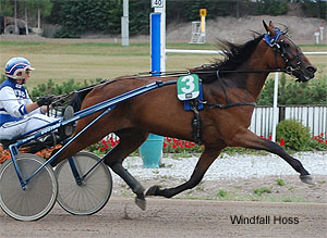 Windfall Hoss