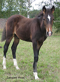 Zatopek Hoss