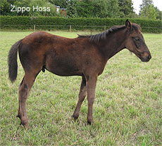 Zippo Hoss