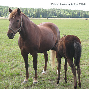 Zirkon Hoss