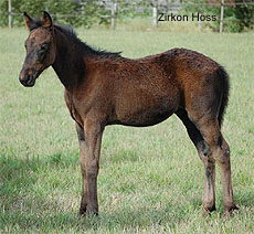 Zirkon Hoss