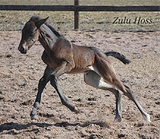 Zulu Hoss