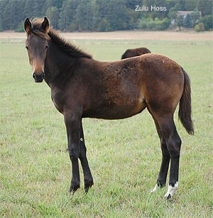 Zulu Hoss