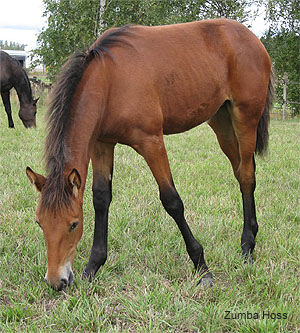 Zumba Hoss